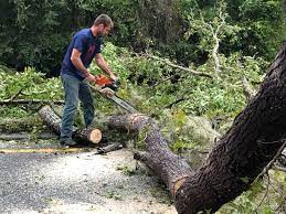 Best Tree Risk Assessment  in Albemarle, NC