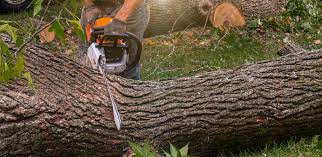 Best Storm Damage Tree Cleanup  in Albemarle, NC