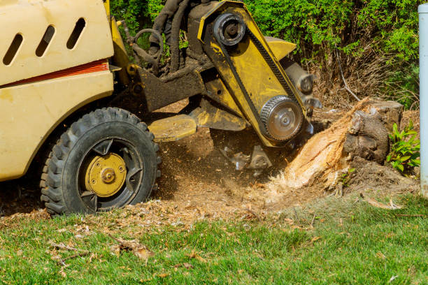 Best Lawn Renovation and Restoration  in Albemarle, NC