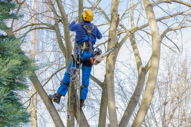 Best Tree Preservation Services  in Albemarle, NC