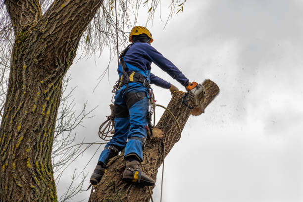 Reliable Albemarle, NC Tree Care Services Solutions