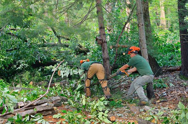 Best Hedge Trimming  in Albemarle, NC