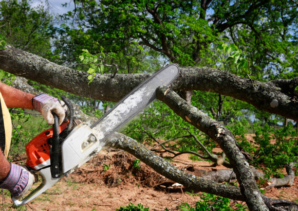 Best Commercial Tree Services  in Albemarle, NC